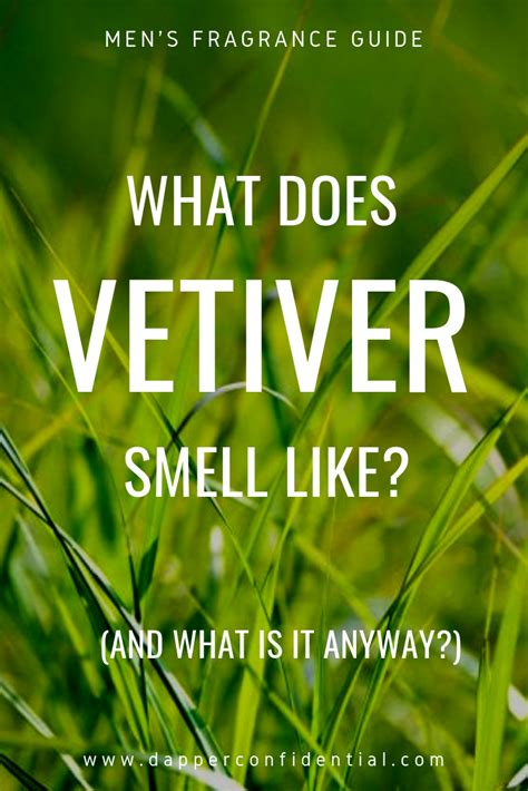Vetiver smell. Things To Know About Vetiver smell. 