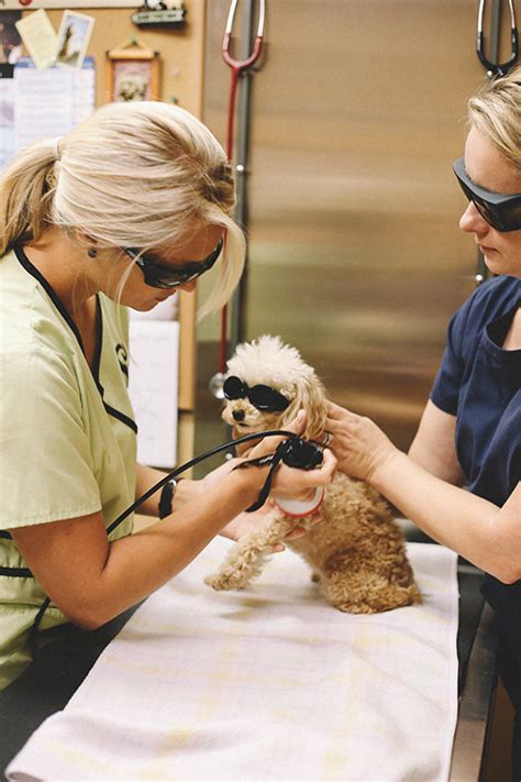 Vets in easley sc. Looking for an expert veterinarian in Pelzer, SC? At Martin Veterinary Services, we are dedicated to providing comprehensive veterinary care for both large and small animals. Our practice is committed to personalized attention for dogs, cats, equine, swine, ruminants, cattle, and camelids. We even make veterinary house calls and farm calls ... 