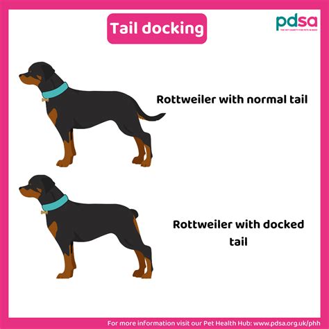Vets who dock tails near me. Things To Know About Vets who dock tails near me. 