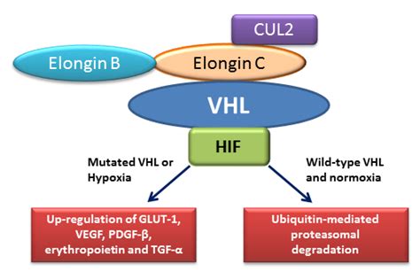 Since the VHL gene was first identified in 1993, there have been incredible advances made in our understanding and management of VHL, culminating with the FDA approval of the first ever systemic therapy for the condition. This inspiring progress is the result of years of hard work and dedication by VHL researchers, desperately needed funding .... 