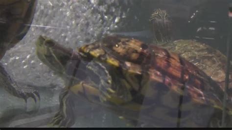 Via Aquarium introduces turtle petting tank, new octopus given name