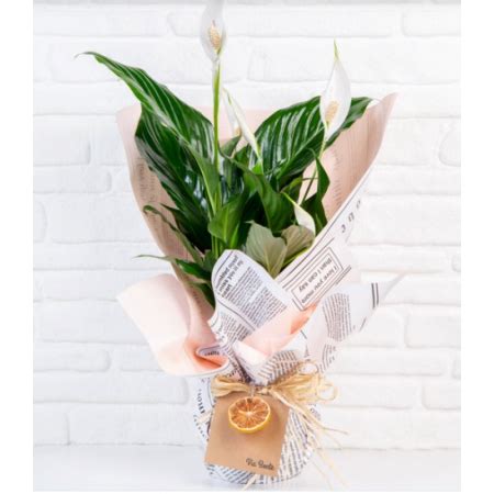 Via bonte spatifilyum. 