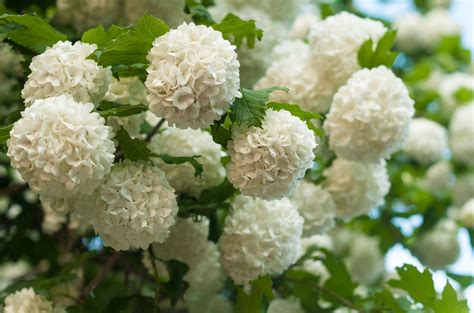 Viburnum, Chinese Snowball Bush