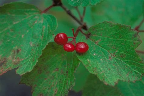 Viburnum edule - Wikipedia