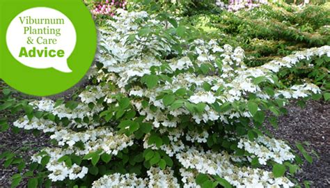 Viburnum triphyllum Care (Watering, Fertilize, Pruning, …