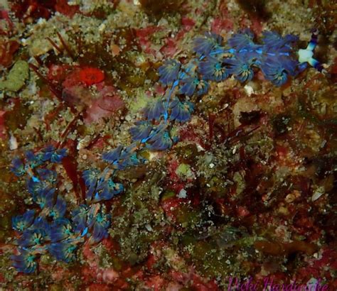 Vicki Dragon Profiles - Facebook