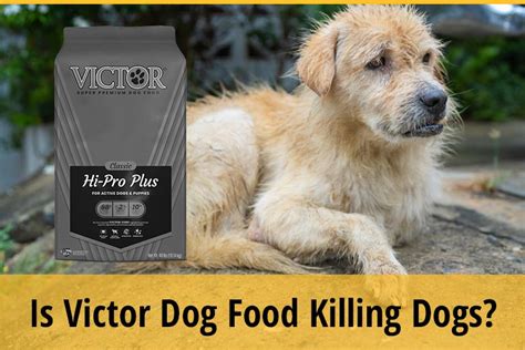Victor dog food killing dogs. Oct 15, 2021 · VICTOR High Energy Formula is a grain-inclusive dry dog food suitable for active dogs in all life stages. Made of gluten-free grains, this highly digestible dry food promotes stamina and endurance with sustained energy. This High Energy formula has 24% protein. 79% of its protein content come from animal ingredients like beef meal, chicken meal ... 