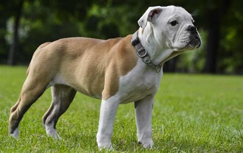 The Victorian Bulldog is a newer Bulldog breed that’s a cross between English Bulldogs, Bull Mastiffs, Bull Terriers, and Staffordshire Bull Terriers. While a mix of bully breeds, they are closer in appearance and health to the original bulldog who was known for their commanding appearance, powerful athleticism, and great health.. 