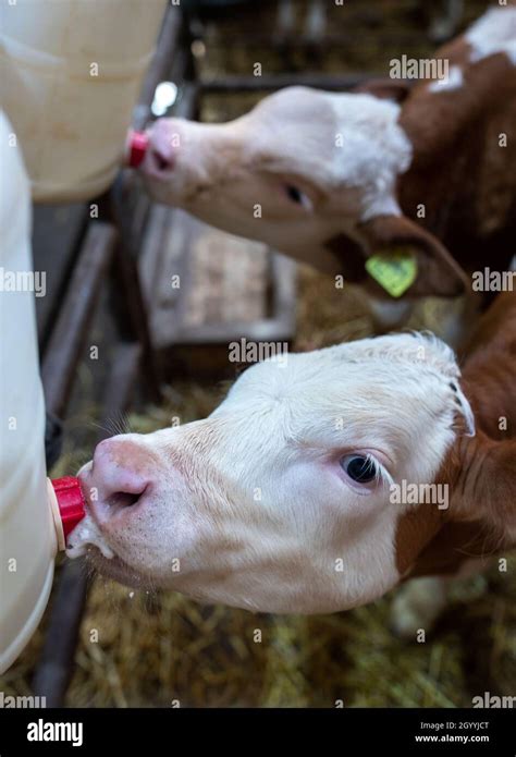 Vidéo Stock Farmer feeding baby animal simmental calf with milk …