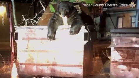 Video: Bear stuck in dumpster in Roxborough neighborhood