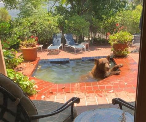 Video: Bears enjoy summertime dip in La Cañada Flintridge hot tub