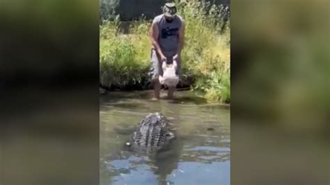 Video: Close call with gator during feeding
