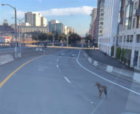 Video: Coyote diverted off I-280 Tuesday morning