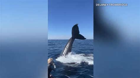 Video: Humpback whales entertain Southern California tourists