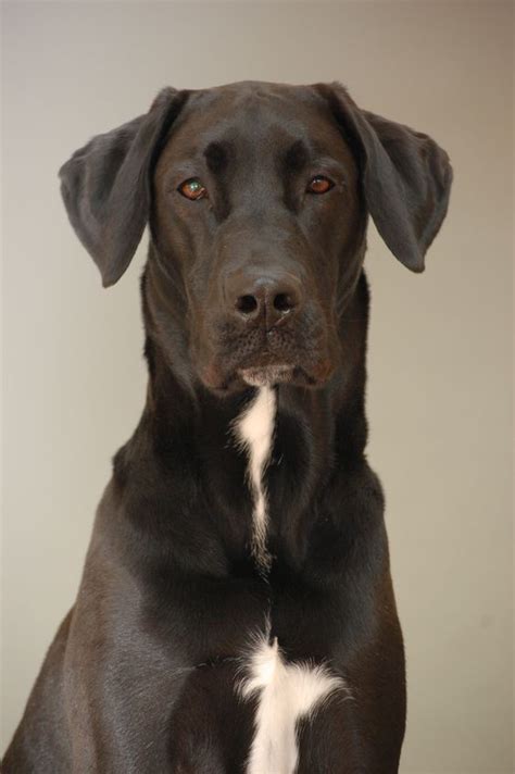 Video: Labradane Lab Great Dane Mix Playing and Retrieving Temperament and Behavior The Labradane, characterized by a pleasant disposition, makes a great companion desiring to be closely bonded to its human family