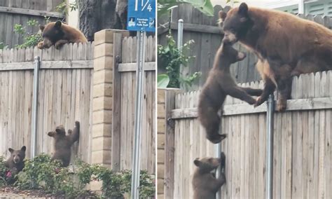 Video: Mother bear helps cub climb over fence in Monrovia