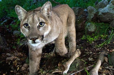 Video: Mountain lions spotted in San Mateo County