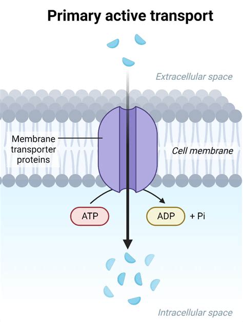 Video: Primary Active Transport.