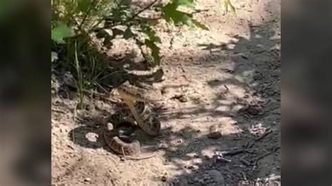 Video: Rattlesnake coils, rattles as hiker nearly steps on it