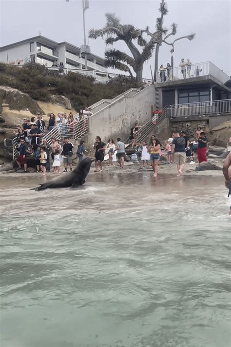 Video: Sea lion charges tourists at La Jolla Cove