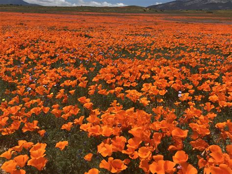 Video: See rare poppy super bloom in California