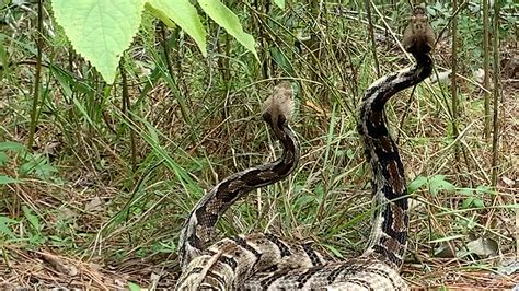 Video: Timber rattlesnakes battle for breeding rights in Mississippi