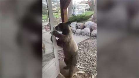 Video: Young bears try to get into Steamboat Springs home