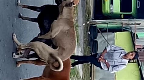 474px x 266px - Video Bokep Arap Anjing Sama Orang Xxx
