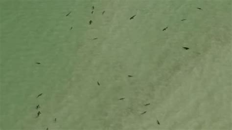 Video Shows Shark-Infested Waters Off Florida ... - NBC 6 South …