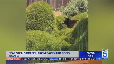 Video captures bear stealing koi fish from backyard pond in Yucaipa