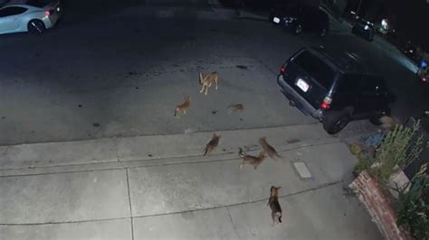 Video captures family of coyote pups playing outside L.A. home