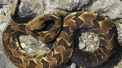 Video captures kingsnake eating rattlesnake in Georgia