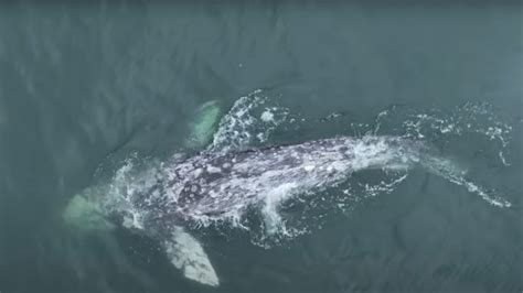Video captures whale with missing tail near California coast