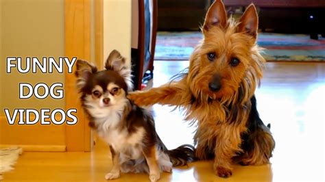 Video for dogs. TV for Dogs and Cats. Use this video to relax your dog and cat, and even keep them entertained when you leave them alone at home. This video uses the sounds ... 