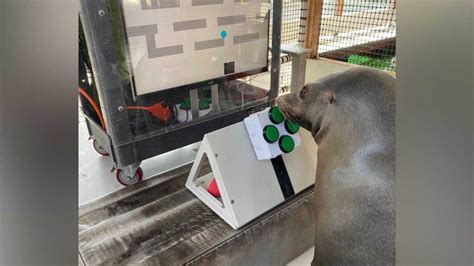 Video game-playing sea lions show off cognitive skills