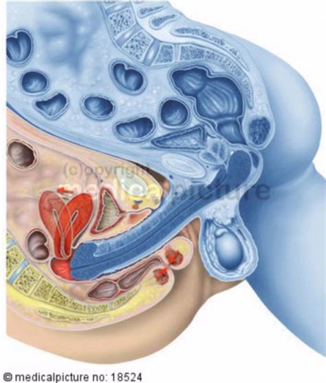 Video of penis inside the vagina. .  ...