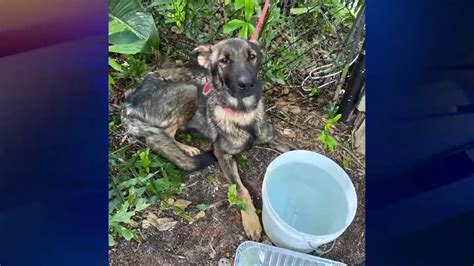 Video shows men abandoning, tying up German shepherd puppy to fence in South Miami-Dade