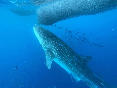 Video shows rarely-seen 30-foot whale shark feeding in Hawaiian waters
