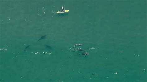 Video shows several sharks feed on dolphin at Torrey Pines State Beach