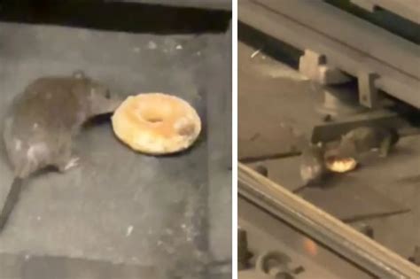 Video viral: rata arrastra una dona y la comparte con “amiga” en metro de Nueva York