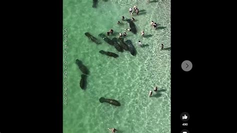 Videos capture beachgoers harassing manatees near Clearwater