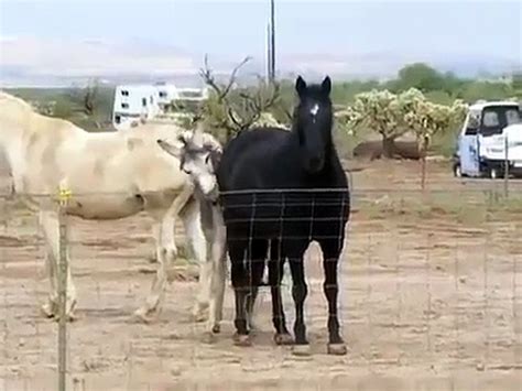 Videos de caballos culeando burras.  V&iacute;deos de Zoofilia 141 - Resultados pa...