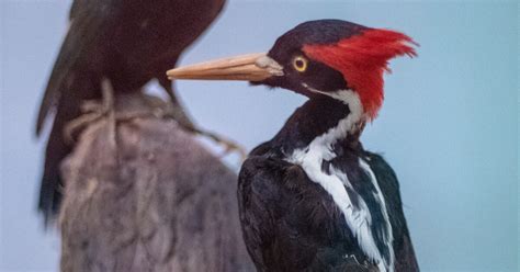 Videos may show ivory-billed woodpeckers as feds move toward extinction decision