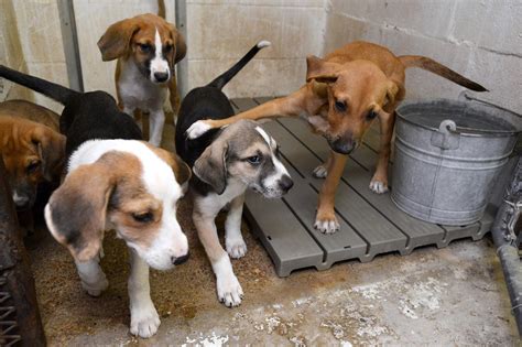Vidor animal control. Please Share! We have three gorgeous dogs, and two beautiful cats available for adoption. We also have a sweet shepherd mix female that just came in. She is on a 72-hour adoption hold while we look... 