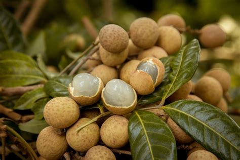 Vietnamese Longan Fruit: Types and Benefits