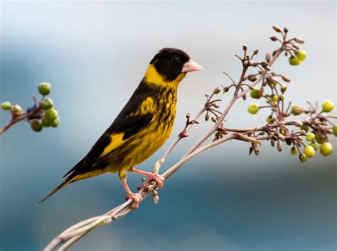 Vietnamese greenfinch - Wikipedia