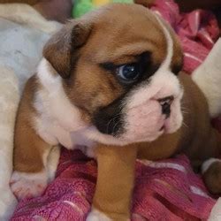 View Detail Ready Now First Injection Microchipped beautiful English bulldog puppys 9 in litter 5 girls 4 boys kennel club reg 5 generation pedigree in cluding ch sealaville he