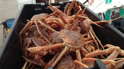 View Scotian Shelf snow crab trap - MSC Fisheries