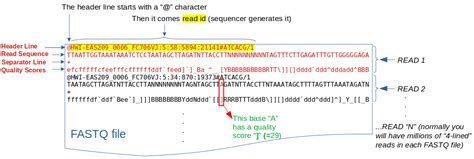 View fastq gz file. fastq.  In this example, "reads. We can view the FAS...