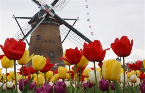 Viking Tulips And Windmills 2023